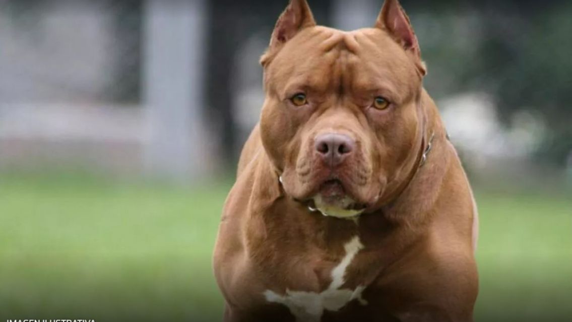 Joven fue brutalmente atacado por un perro pitbull: Se salvó de milagro