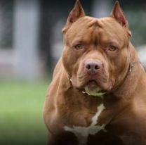 Joven fue brutalmente atacado por un perro pitbull: Se salvó de milagro