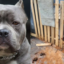 Otro ataque de pitbull: un bebé de 9 meses está internado con graves heridas