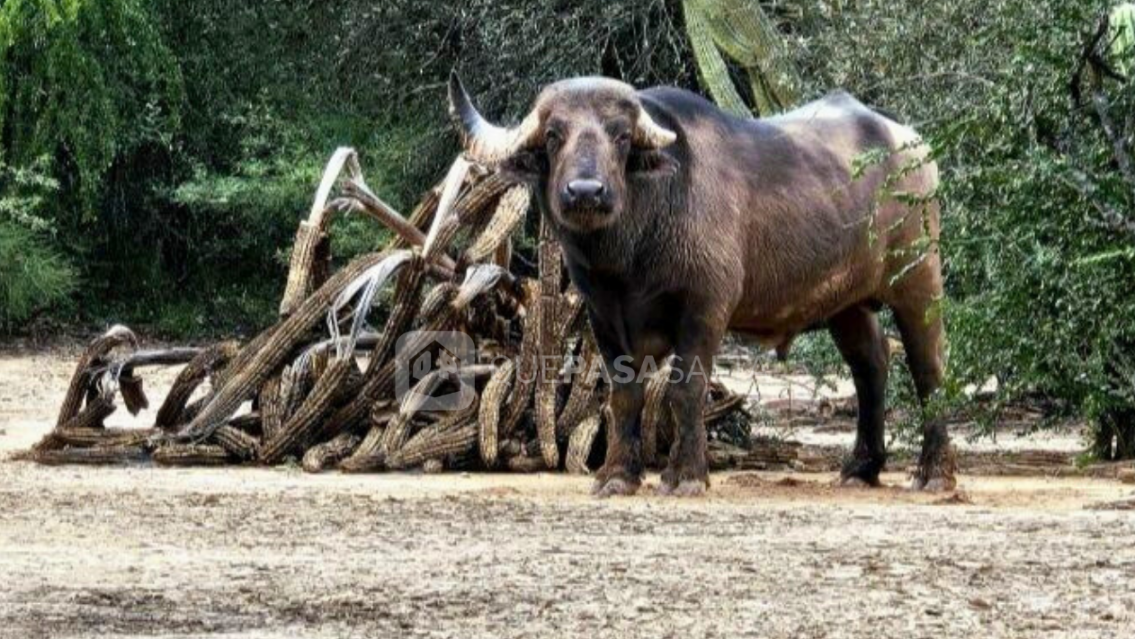 Apareció un búfalo cerquita de Jujuy y sorprendió a todos: "Es inusual