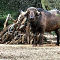 Apareció un búfalo cerquita de Jujuy y sorprendió a todos: "Es inusual
