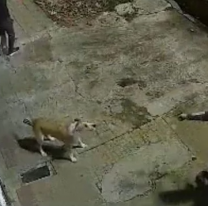 Terror en Jujuy: mataron a su perro de cuatro tiros para vaciarle la casa