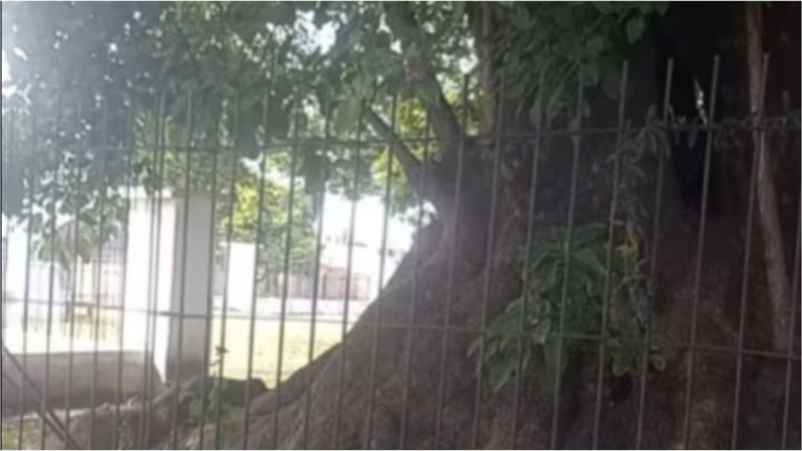 Un hombre murió tras ser aplastado por un árbol: los dolorosos detalles