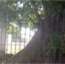 Un hombre murió tras ser aplastado por un árbol: los dolorosos detalles