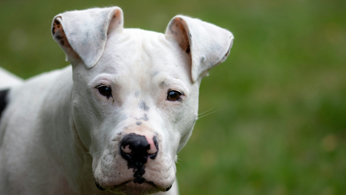 Pitbull atacó a un niño de 9 años en Alto Comedero