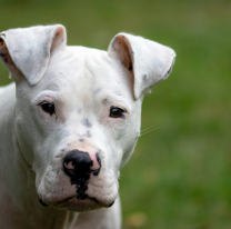 Pitbull atacó a un niño de 9 años en Alto Comedero