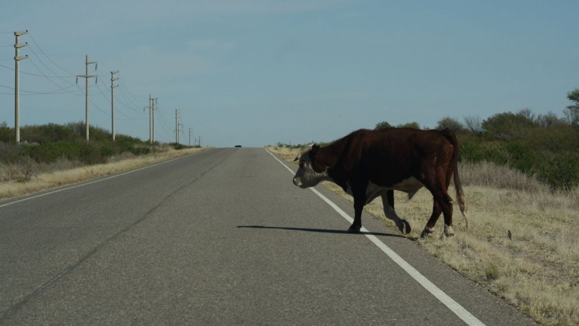 Accidente fatal en Ruta 9: motociclista murió tras chocar con un toro suelto