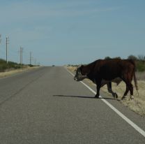 Accidente fatal en Ruta 9: motociclista murió tras chocar con un toro suelto