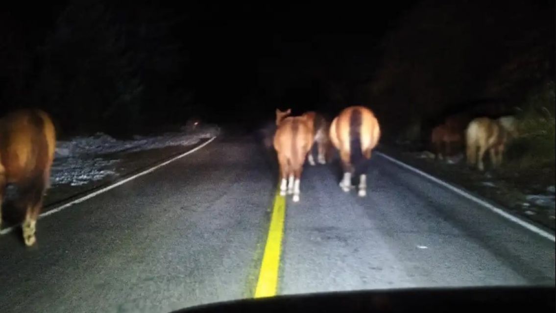 Terrible tragedia: jujeño muere tras chocar contra una vaca suelta