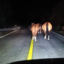 Terrible tragedia: jujeño muere tras chocar contra una vaca suelta 