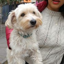 Juje&ntilde;a llev&oacute; a su fiel compa&ntilde;era a la escuela para votar