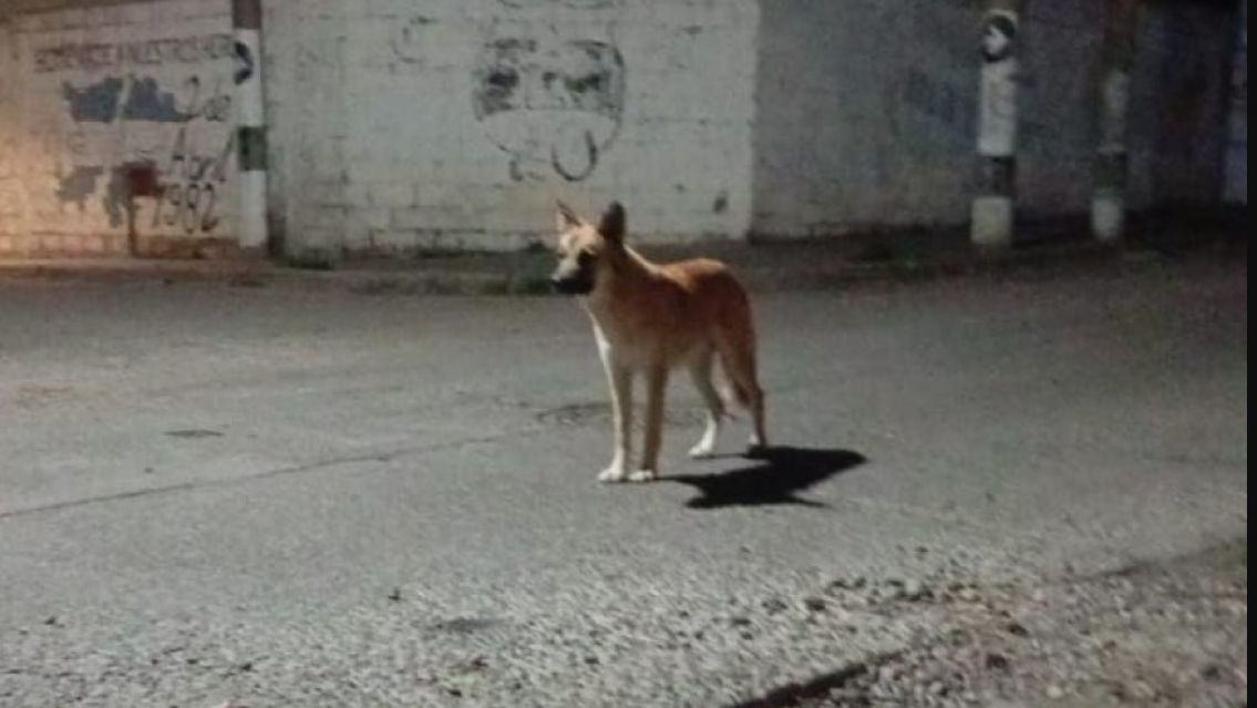 Crueldad en Cuyaya: bajaron a un perrito de un auto y lo abandonaron en plena calle