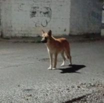 Crueldad en Cuyaya: bajaron a un perrito de un auto y lo abandonaron en plena calle