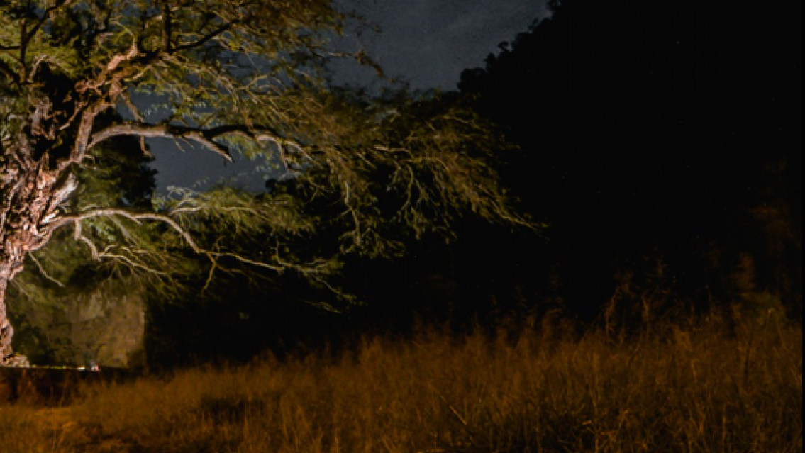 Agarró con las manos en la masa a su amigo y a su esposa haciéndolo bajo el árbol