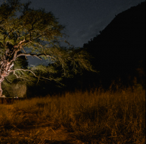 Agarró con las manos en la masa a su amigo y a su esposa haciéndolo bajo el árbol