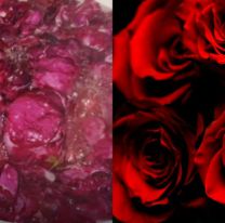 El poderoso ritual secreto con rosas para atraer abundancia y amor a tu vida
