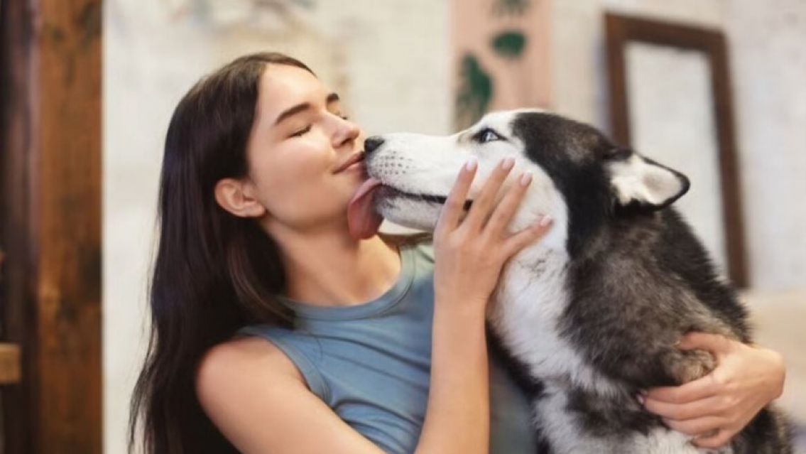 Qu� significa que tu perro te lama la cara, seg�n un veterinario
