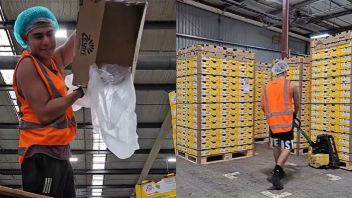 Chico argentino trabajó 17 días seguidos en Nueva Zelanda y "se llenó de guita"