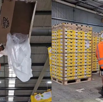 Chico argentino trabajó 17 días seguidos en Nueva Zelanda y "se llenó de guita"