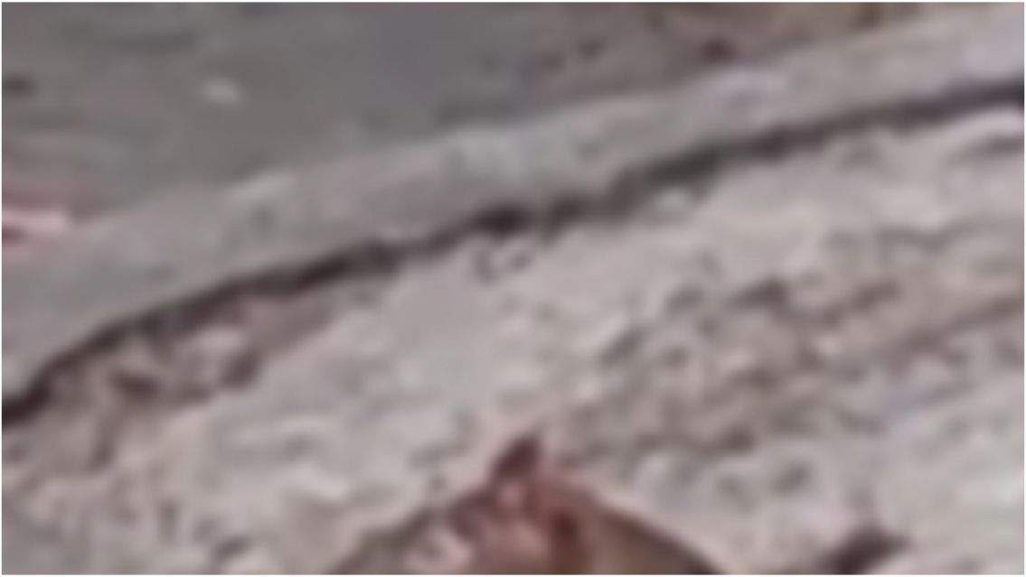 Changuito norteño se confundió de Capibara: mirá lo que encontró en la calle