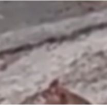 Changuito norteño se confundió de Capibara: mirá lo que encontró en la calle