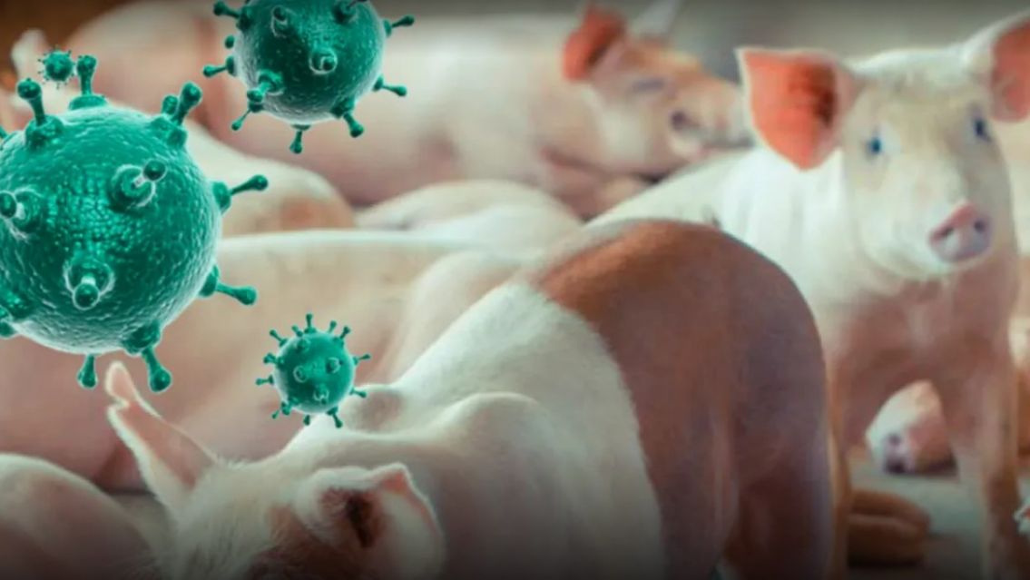 Alerta por gripe porcina en Salta: enfermedades respiratorias colapsan hospitales