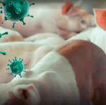 Alerta por gripe porcina en Salta: enfermedades respiratorias colapsan hospitales