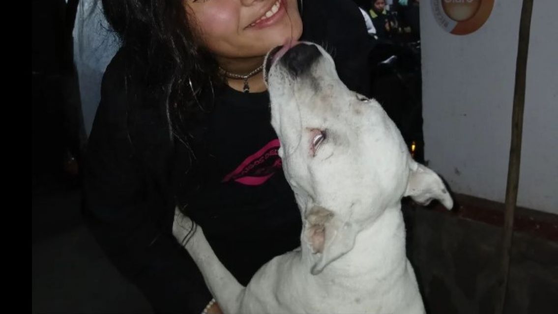 Denuncian que estar�an desapareciendo perros en el "Bu�uel�dromo"