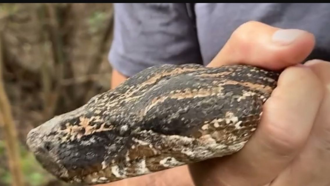 Liberaron dos boas gigantes en Jujuy