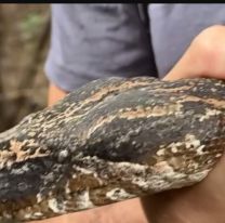 Liberaron dos boas gigantes en Jujuy