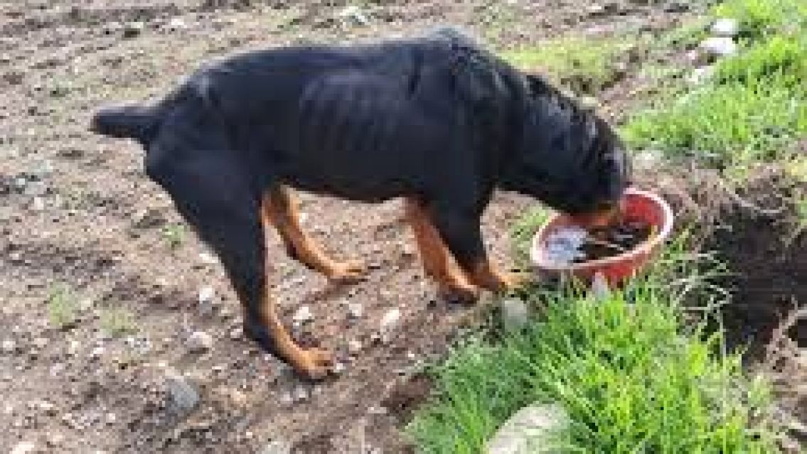 Policía jujeña estaba trabajando cuando salieron dos rottweiler y casi le arrancan el brazo