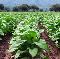 Recomposición salarial: el pedido de trabajadores tabacaleros jujeños