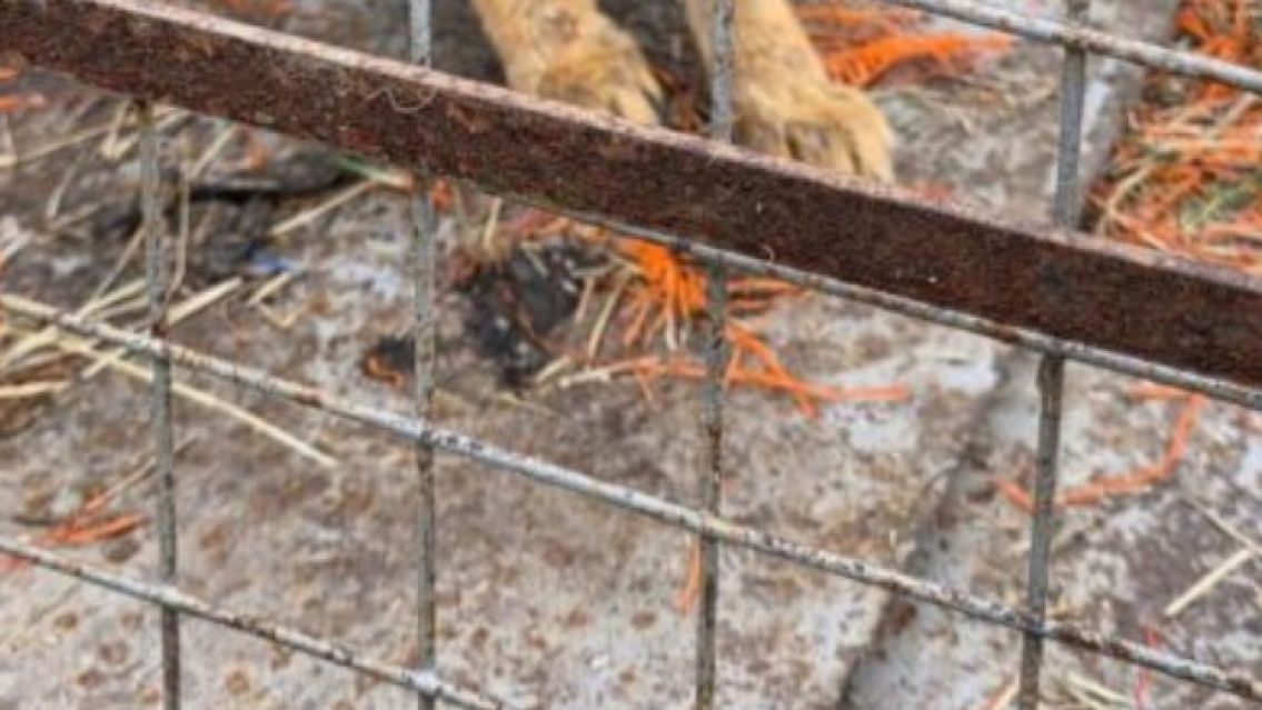 El misterioso animal que apareci� en Ciudad Cultural y sorprendi� a todos en Jujuy