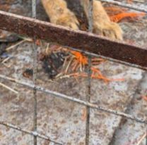 El misterioso animal que apareció en Ciudad Cultural y sorprendió a todos en Jujuy