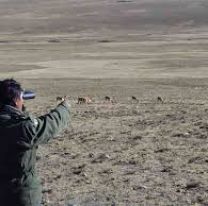 Jujeña hacía un censo de vicuñas, salió un tipo y le apuntó con un rifle