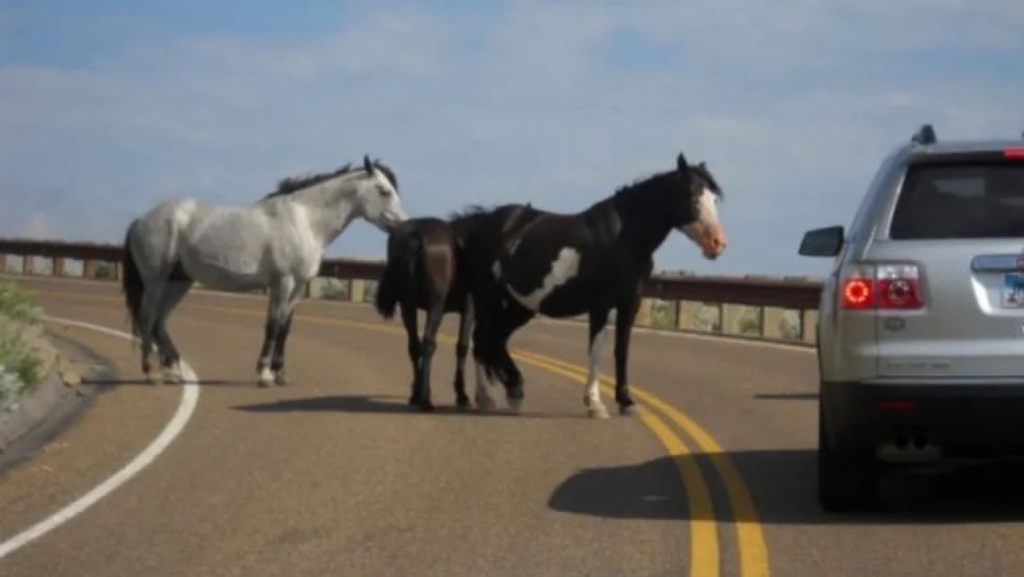 Subieron a más de $3 millones la multa por dejar animales sueltos en Jujuy
