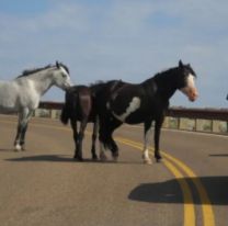 Subieron a más de $3 millones la multa por dejar animales sueltos en Jujuy