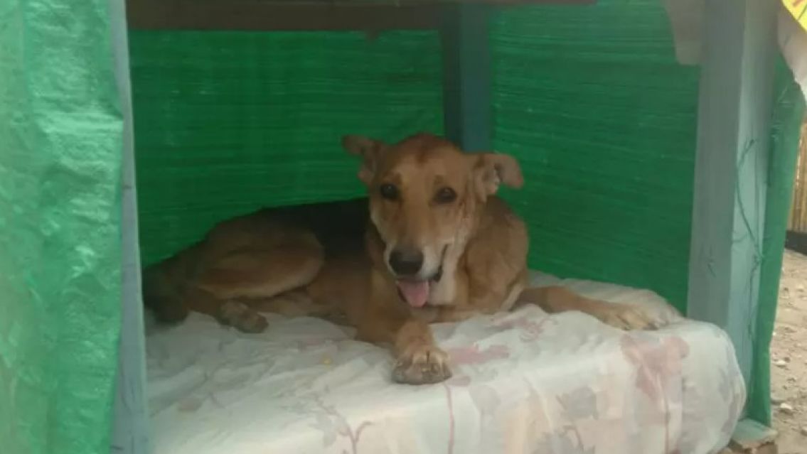 Piden ayuda para dar abrigo a los 500 perritos del hogar San Roque