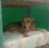 Piden ayuda para dar abrigo a los 500 perritos del hogar San Roque