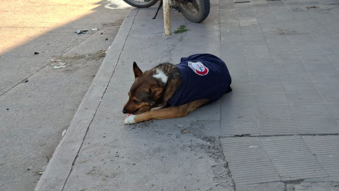 Jujeños salieron a repartir abrigo para los callejeritos