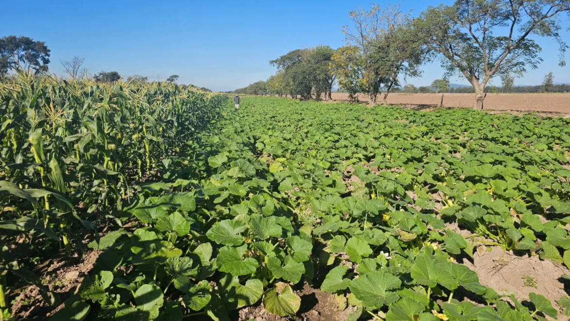 Productores de Jujuy en crisis: trabajan a p�rdida y esperan un repunte