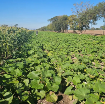 Productores de Jujuy en crisis: trabajan a pérdida y esperan un repunte
