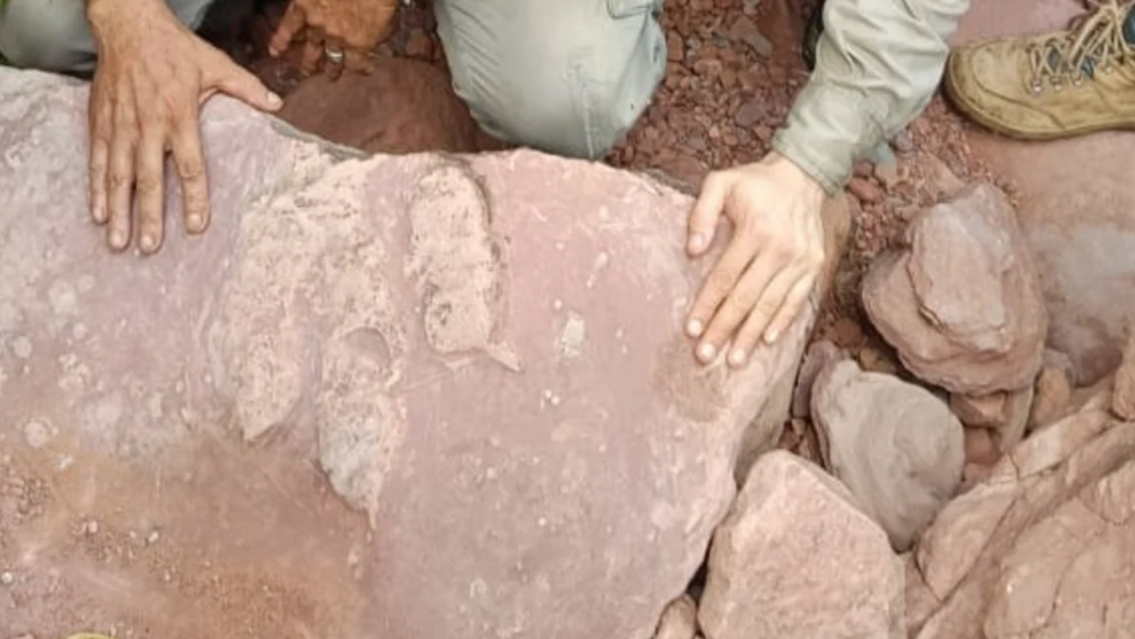 Histórico descubrimiento en Jujuy: hallaron más de 500 huellas de dinosaurios