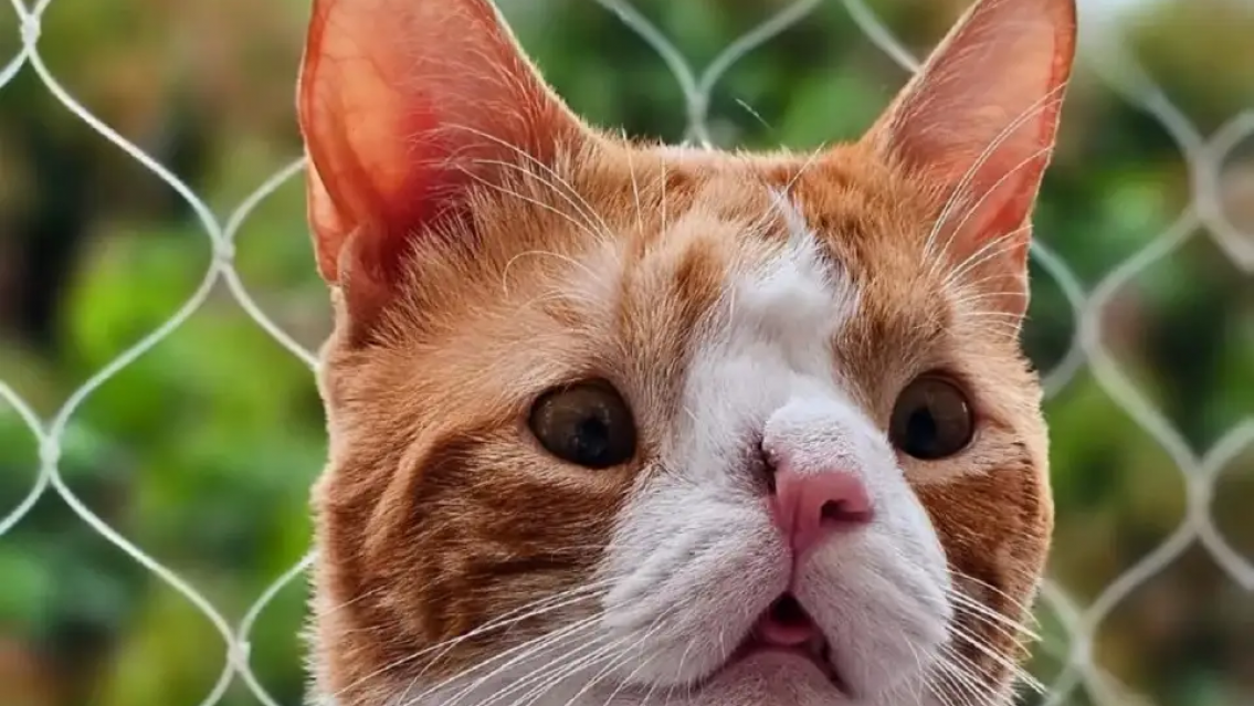 Gatito norte�o con hidrocefalia emociona a todos con su historia