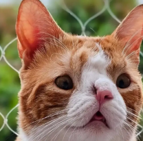 Gatito norteño con hidrocefalia emociona a todos con su historia