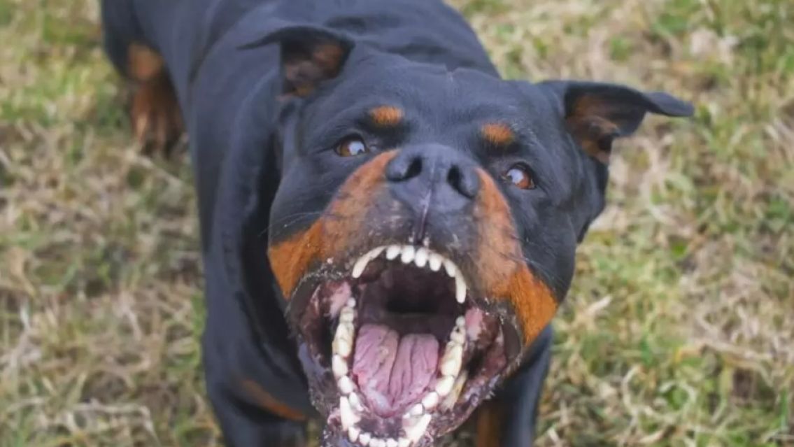 Brutal ataque de perros en una finca de Monterrico: Hay varios heridos