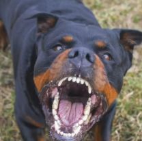 Brutal ataque de perros en una finca de Monterrico: Hay varios heridos