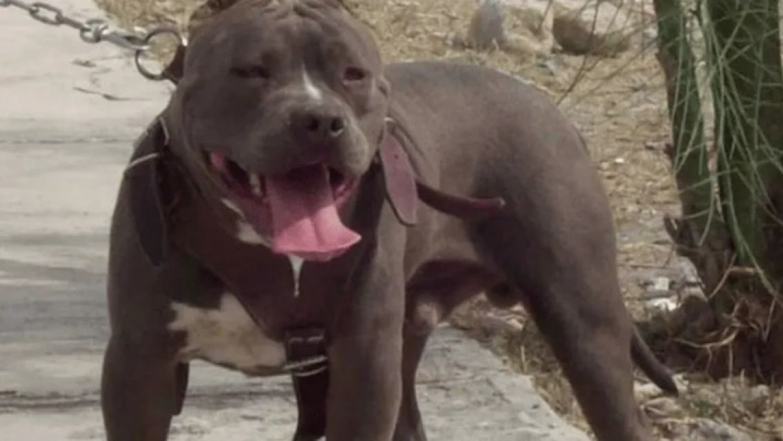 Pitbull mordió en la cara a beba de un año: está internada y necesitaría una cirugía reconstructiva