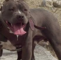 Pitbull mordió en la cara a beba de un año: está internada y necesitaría una cirugía reconstructiva