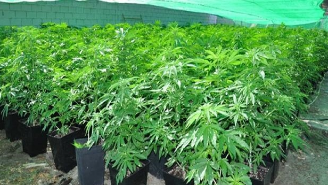 Jujuy podría vender el kilo de cannabis medicinal a 3000 dólares